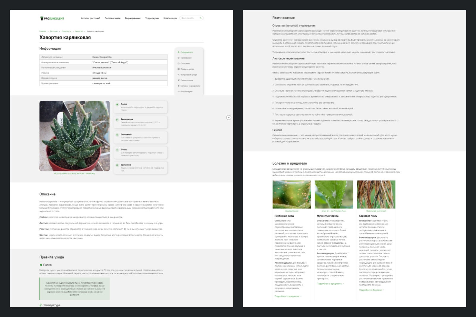 Информационный портал о суккулентах - скриншот №2